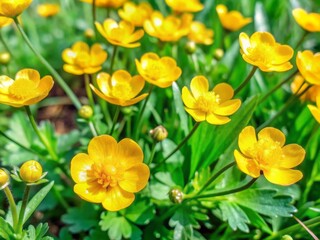 Obraz premium Vibrant yellow buttercup flowers bloom in a lush green meadow, creating a stunning floral background perfect for spring wallpapers, banners, and nature-inspired designs.