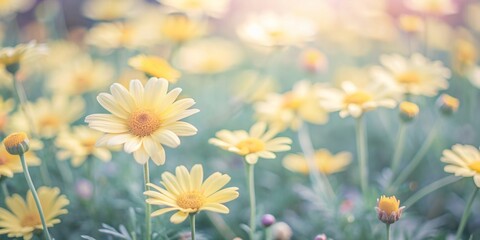 Fototapeta premium Vibrant yellow daisy flowers densely packed in a full frame, creating a bright, cheerful, and warm natural background with soft focus and gentle texture.