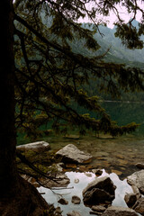 mountain river in the forest