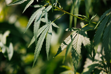 Leaf bush marijuana cannabis on blurred background with nature light