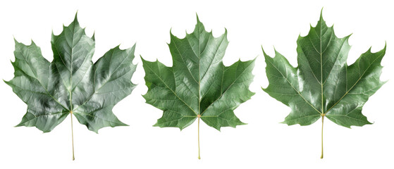 Three green maple leaves arranged side by side on a white background.