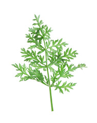 One green carrot twig isolated on white