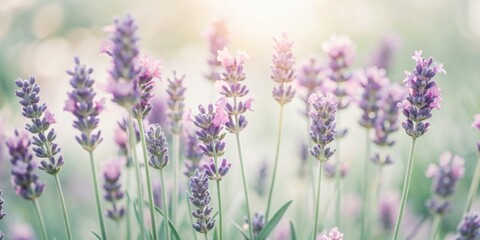 Obraz premium Delicate, dreamy purple lavender flowers bloom in soft, whimsical watercolor hues, isolated on a crisp white background, evoking a sense of serene elegance.