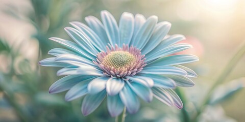 Fototapeta premium Vibrant blue petals of a delicate daisy flower gently unfold against a crisp white background, showcasing intricate details and soft, natural textures.