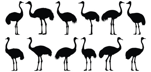 Ostrich silhouettes set, bird pack of vector silhouette design, isolated background