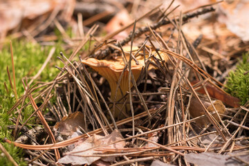 Сhanterelle mushrooms growing in forest
