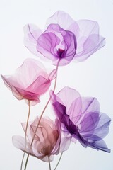 A photo of transparent flowers in pastel colors on a white background, in a minimalistic style