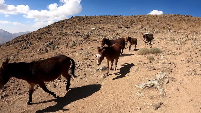 Donkeys and mules are going down the Volcano Damavand in Elbrus mountain range, Iran