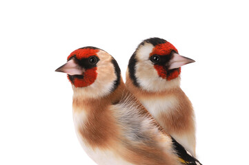 goldfinch isolated on a white background