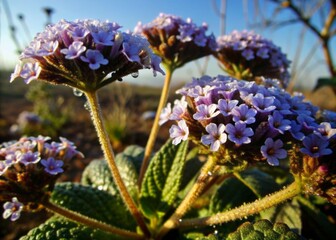 Soft purple heliotrope flowers stretch towards the horizon, gently swaying in the morning breeze, covered in delicate dew drops, under a serene blue sky.