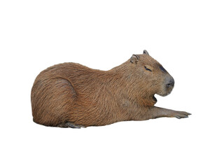 carybara isolated on white background