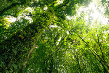 Looking up view of tree trunk to green leaves of tree in forest with sun light. Fresh environment in green woods. Forest tree on sunny day. Natural carbon capture. Sustainable conservation and ecology