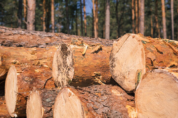 Pine wood stacked outdoors. Timber harvesting. wood industry