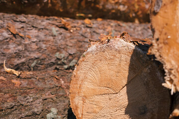 Pine wood stacked outdoors. Timber harvesting. wood industry