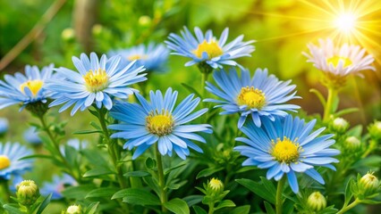 Vibrant blue aster flowers bloom in abundance, surrounded by lush green foliage, filling the sun-kissed summer garden with a breathtaking display of serene beauty.