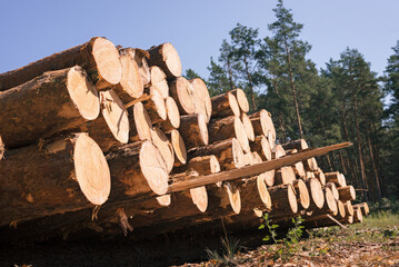 Pine wood stacked. Timber harvesting. wood industry