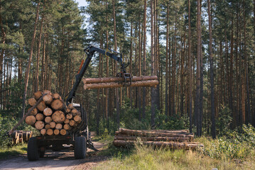Tractor works in the forest. Timber harvesting