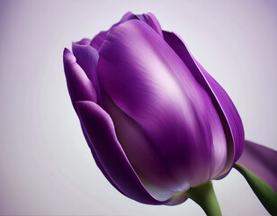 Closeup Illustration of a Purple Tulip Artistic Floral Design with Detailed Petals and Elegant Style