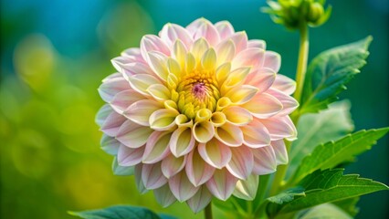 Fototapeta premium Vibrant pink dahlia flower with delicate petals and yellow center blooms against a serene blue background, showcasing its intricate details and lush texture.
