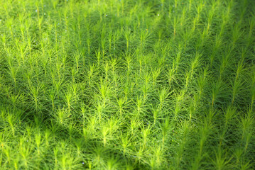 Young pine tree seedling. Growing young Christmas trees