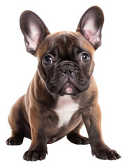 PNG Bulldog mammal animal pet.
