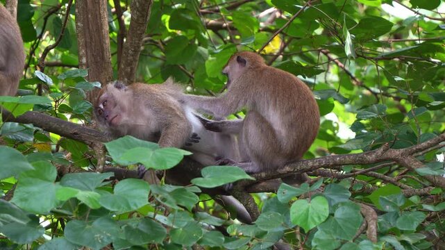 Two long-tailed macaques unwind in the treetops, one lounging on a branch, the other busily picking through its fur, ensuring a pristine coat, showcasing their social grooming behaviour, close up shot