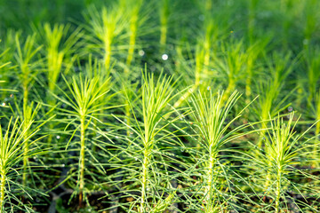 Young pine tree seedling. Growing young Christmas trees