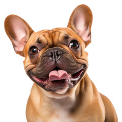 Fototapeta premium PNG Bulldog mammal animal pet.