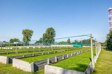 fir pine tree growing in a nursery plantation outdoor. rows with saplings of Christmas trees