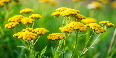 Vibrant yellow yarrow flowers sway gently in a lush green meadow, radiating warmth and joy, perfect for evoking feelings of happiness and serenity.