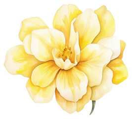 Obraz premium PNG Flower blossom dahlia yellow.