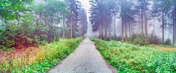 Panoramic image of a misty forest with a mystical atmosphere