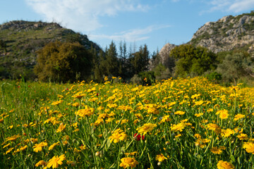 Meadow of yellow daisies with woodland and forest area in the background. Beautiful summer colorful panoramic landscape of flower meadow with daisies against blue sky with clouds.