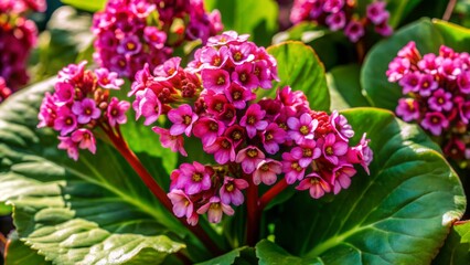 Fototapeta premium Vibrant pink flowers bloom on heart-shaped leaves of Bergenia ornamental plant, soft focus background and ample copy space for text or design overlay.