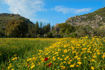 Meadow of yellow daisies with woodland and forest area in the background. Beautiful summer colorful panoramic landscape of flower meadow with daisies against blue sky with clouds.