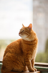 Fototapeta premium Cute ginger cat siting on window sill and waiting for something..
