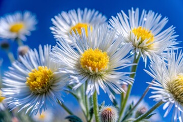 Fototapeta premium Delicate white Bishop's Weed Blossom flowers with intricate yellow centers and feathery foliage blooming in a lush green meadow under a bright sunny sky.