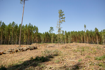 Felling trees in a forest under a sky. A vast clearing was created in a forest after cutting down...