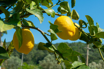lemon tree and blue sky in the background. Yellow ripe lemons on the branches of lemon tree in the garden. Against the background of the blue sky.
