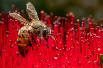 Bright red bottlebrushes flowers or callistemon plant under blue sky in afternoon summer sun.Bees on gorgeous bottlebrush flowers.
Gorgeous bottlebrush flowers. Köyceğiz, Muğla, Türkiye.
