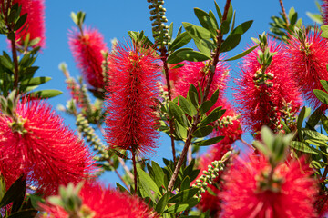 Bright red bottlebrushes flowers or callistemon plant under blue sky in afternoon summer sun.Bees on gorgeous bottlebrush flowers.
Gorgeous bottlebrush flowers. Köyceğiz, Muğla, Türkiye.
