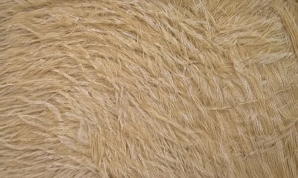 Tawny Fur Texture: Close-Up of Soft, Shaggy Animal Hide.
