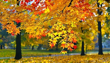 autumn tree in the park: beautiful-yellow-red-and-orange-leaves-in-an-autumn-park-on-a-br