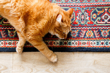 Portrait of a cute orange fat cat on the carpet at home. Funny kitty take a relax and sleeping.