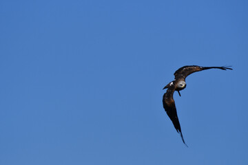 AQUILA REALE IN VOLO