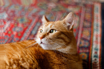 Fototapeta na wymiar Cute ginger cat lying on carpet at home on wooden floor.