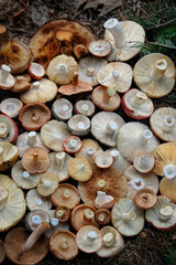 many fresh picking inverted mushrooms caps, abstract natural background. mix of forest edible mushrooms. harvest season, picking fungi. Beautiful image of wild nature, Forest aesthetic. top view