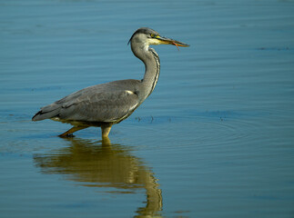 Obraz premium Grey heron at wetland with reflection