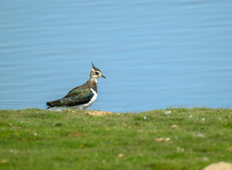 Northern lapwing standing on grass at wetland
