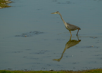 Grey heron scouting for fish